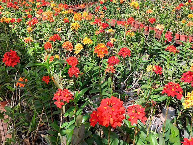 Lima Orquídeas