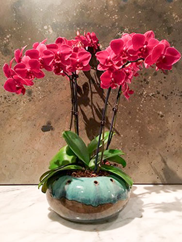Lima Orquídeas