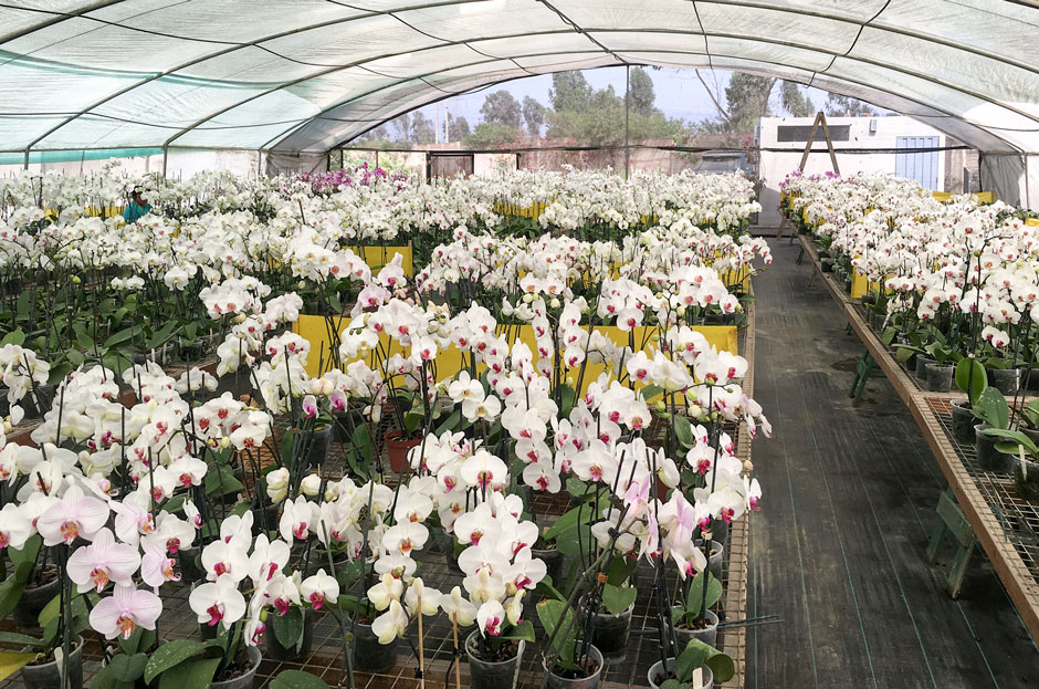 Lima Orquídeas