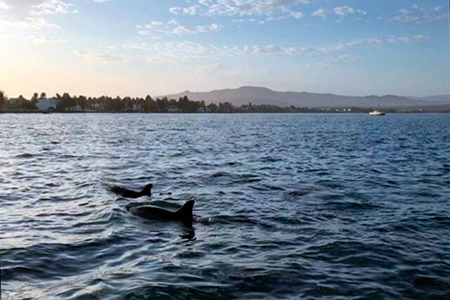 Cuarentena en Paracas