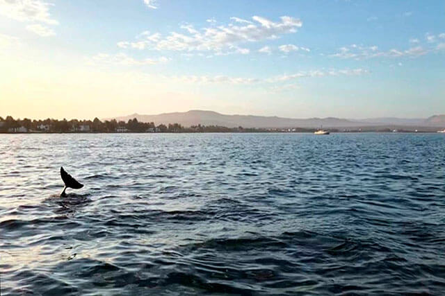Cuarentena en Paracas