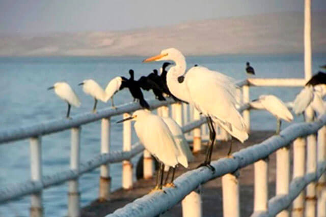 Cuarentena en Paracas