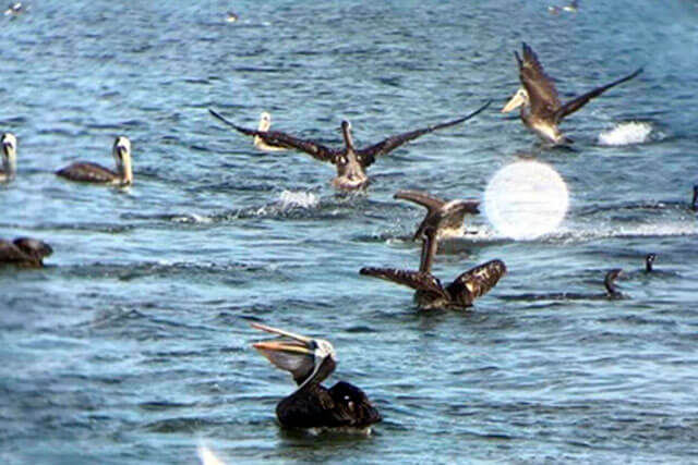 Cuarentena en Paracas
